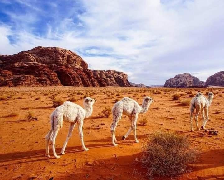 Enad Desert Camp ワディ ・ラム エクステリア 写真