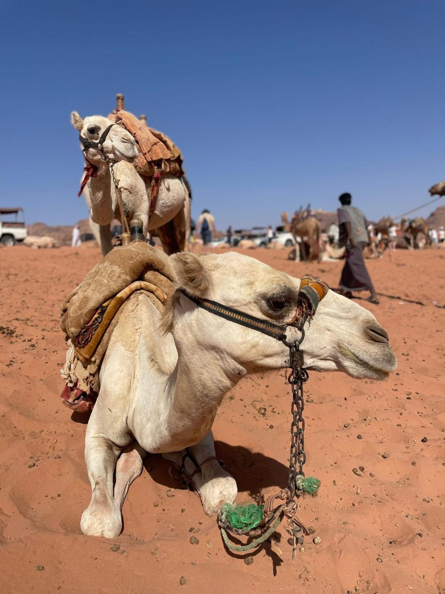 Enad Desert Camp ワディ ・ラム エクステリア 写真
